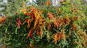 Automne_13_Bernard Pradie